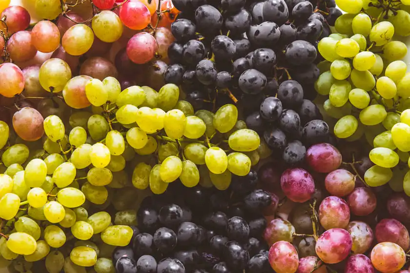 green and red wine grapes fruits