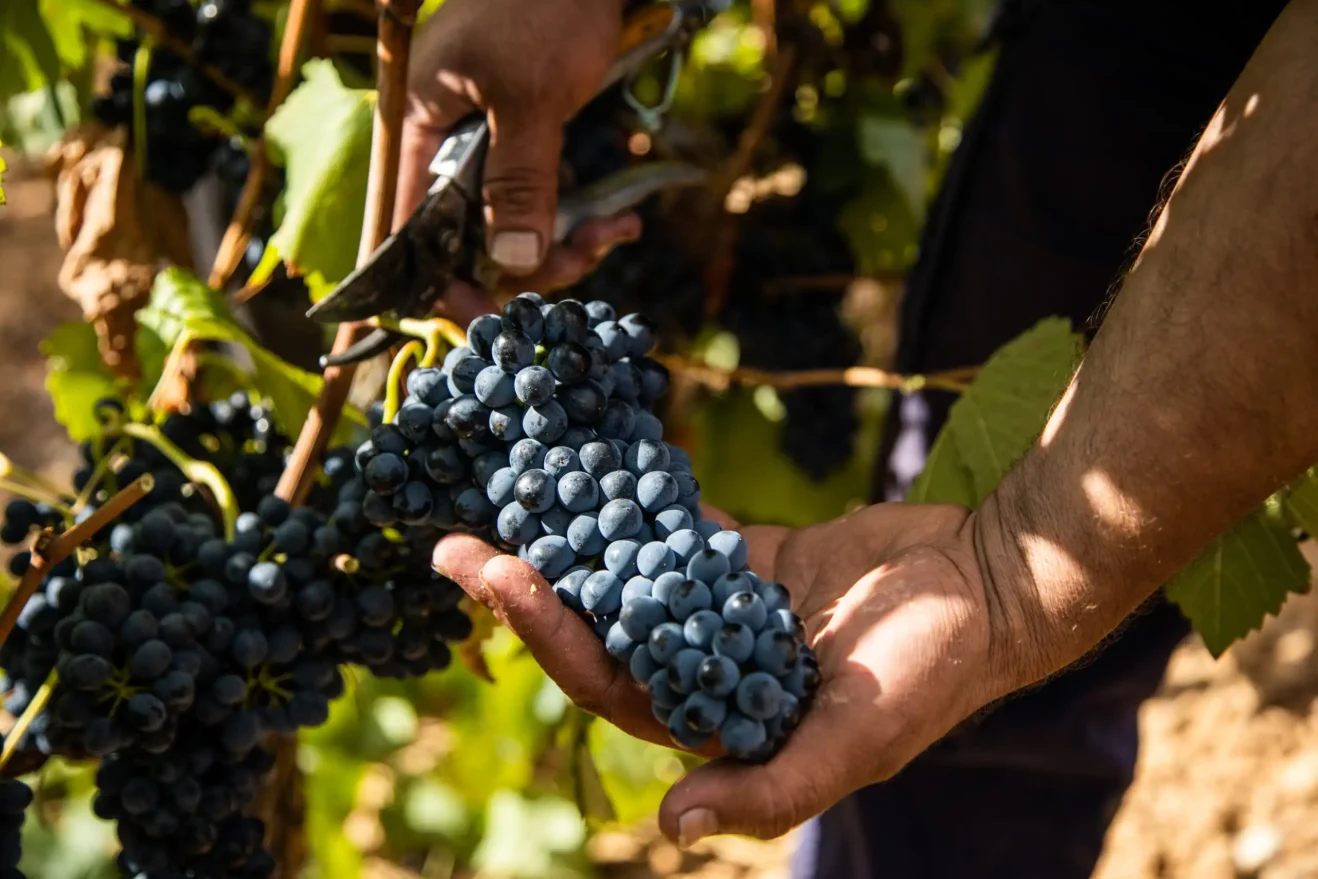 wine harvest vineyard wine grape
