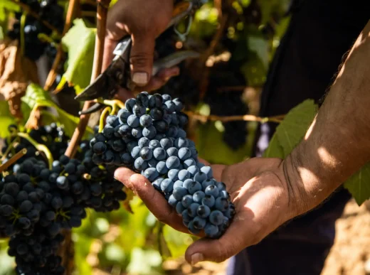 wine harvest vineyard wine grape