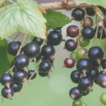 black currants, red wine category