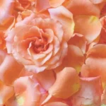 rose petals, semi dry category
