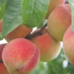 ripe peach, semi sweet white wine category
