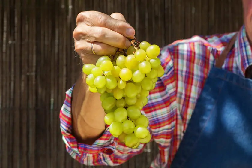 senior man farmer worker holding harvest of organic wine grape