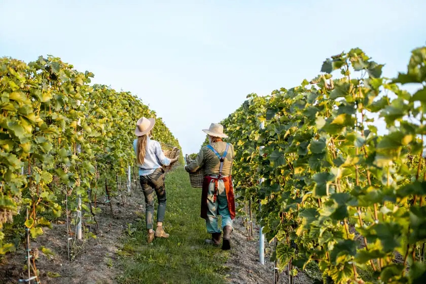 senior man with young woman harvesting on the vine
