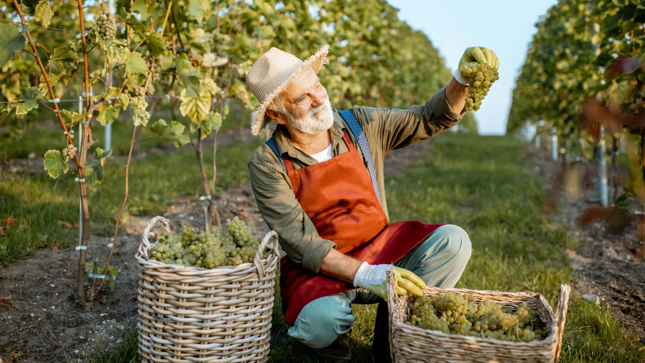 senior winemaker with grape on the vineyard