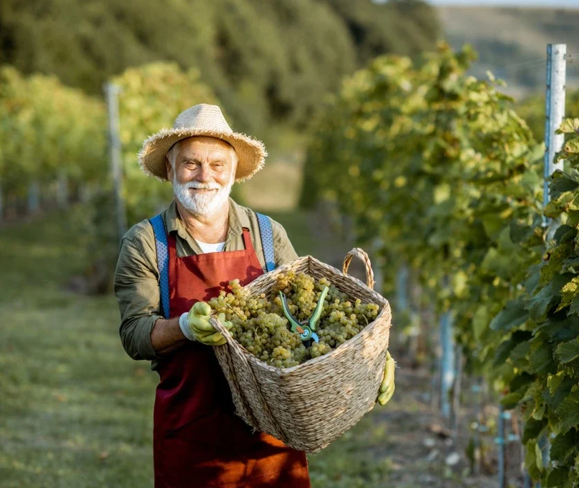 senior winemaker with grapes on the vineyard