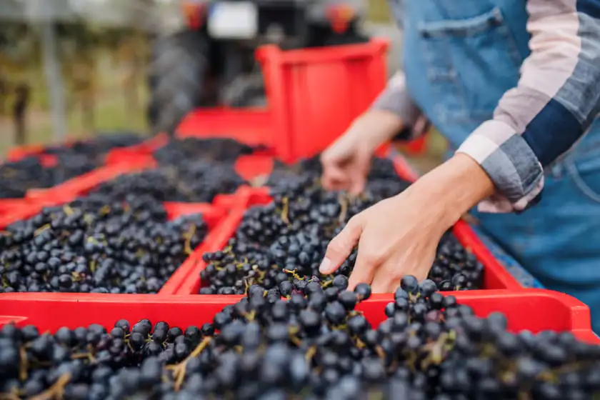 woman collecting grapes in vineyard