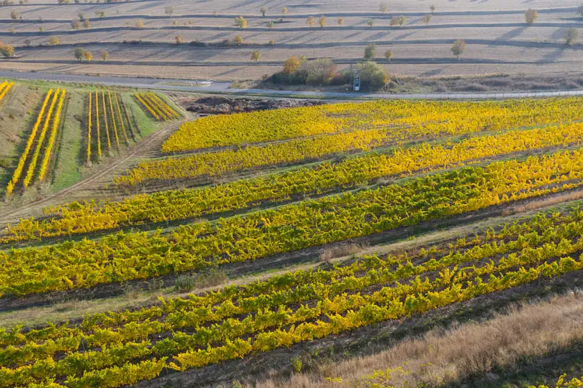 aerial view of a vineyard plantation