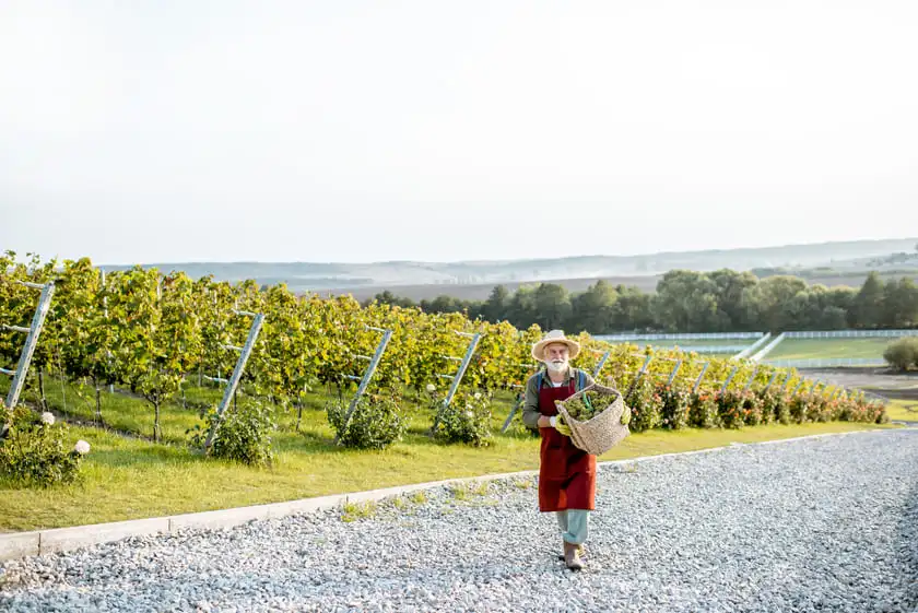 winemaker with grapes on the vineyard