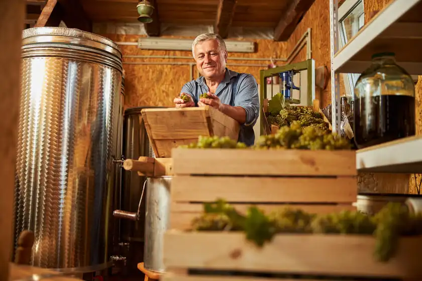 aged winemaker sorting out ripe grapes for making wine