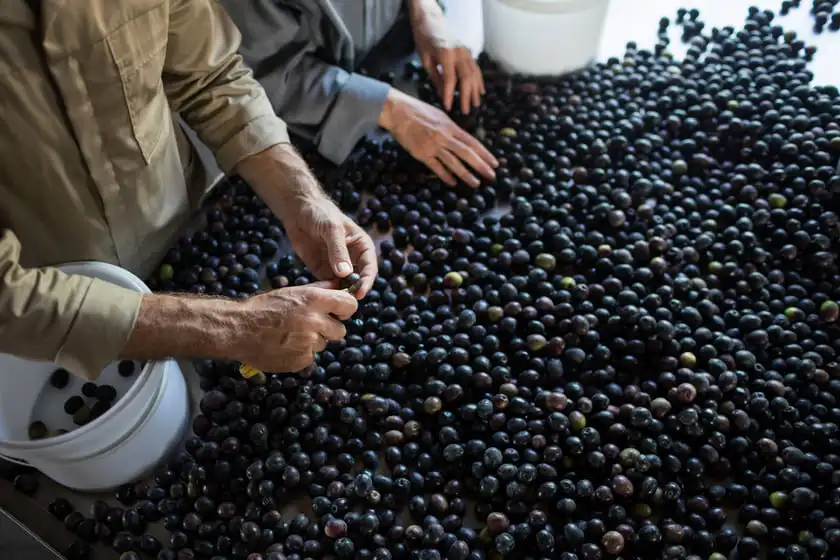 workers checking a harvested olives in factory