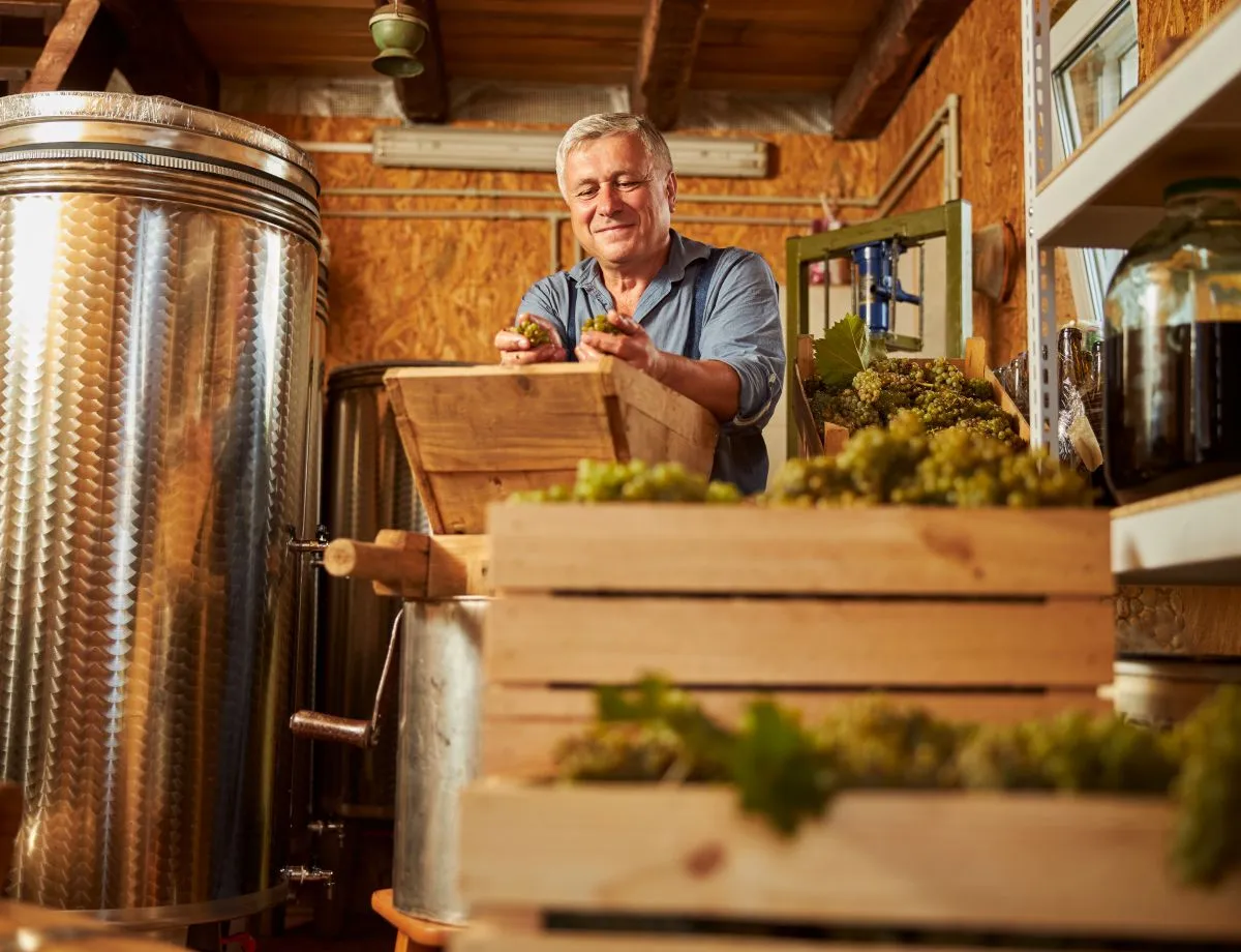 aged winemaker sorting out ripe grapes for making wine