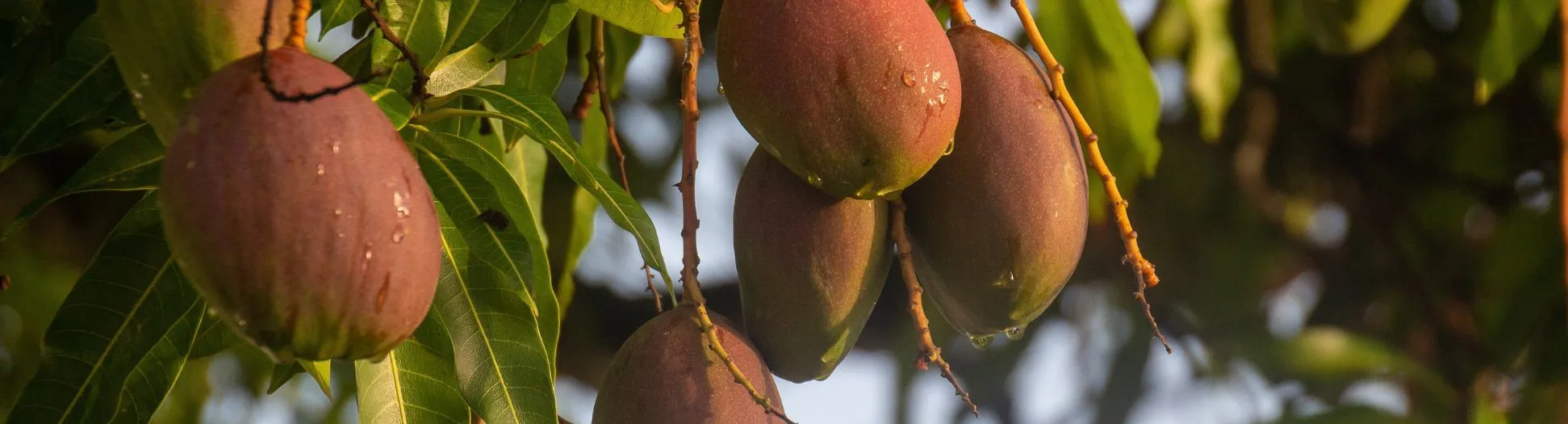 ripe fruits; notes of chardonnay wine