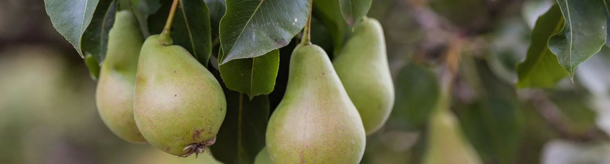 ripe pears on the tree; note of dessert wine