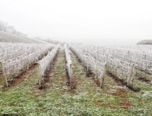 frost covered vineyard in winter