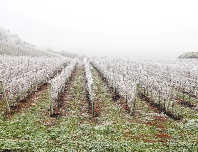 frost covered vineyard in winter