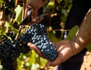 harvesting works wine grapes