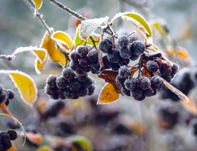 ice wine freezed grape; how is ice wine made