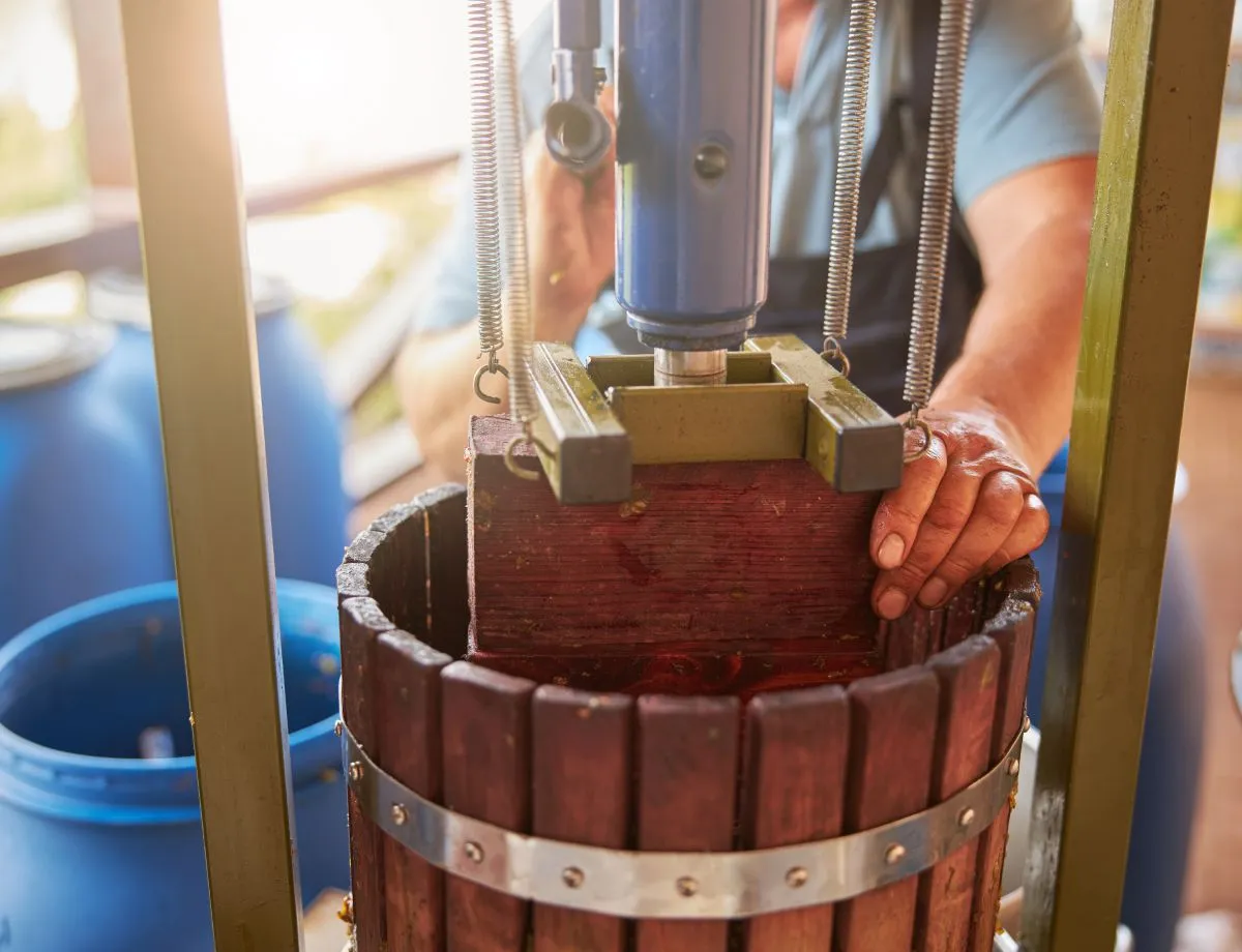 person opearating a wine press full of grapes