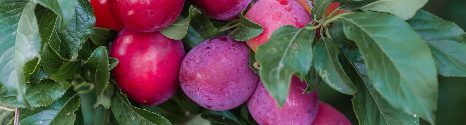 ripe plums on the tree; note of dry red wine