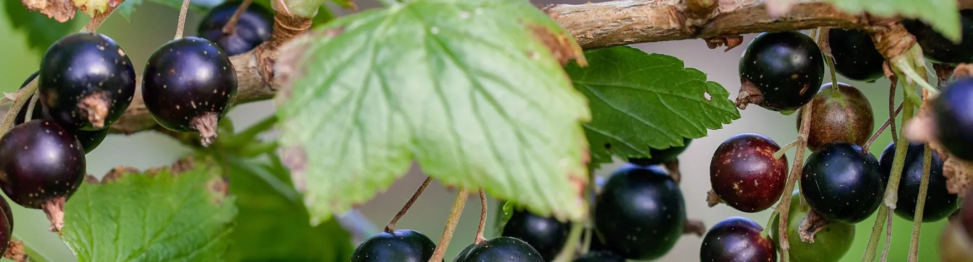 ripe currants; notes of red wine