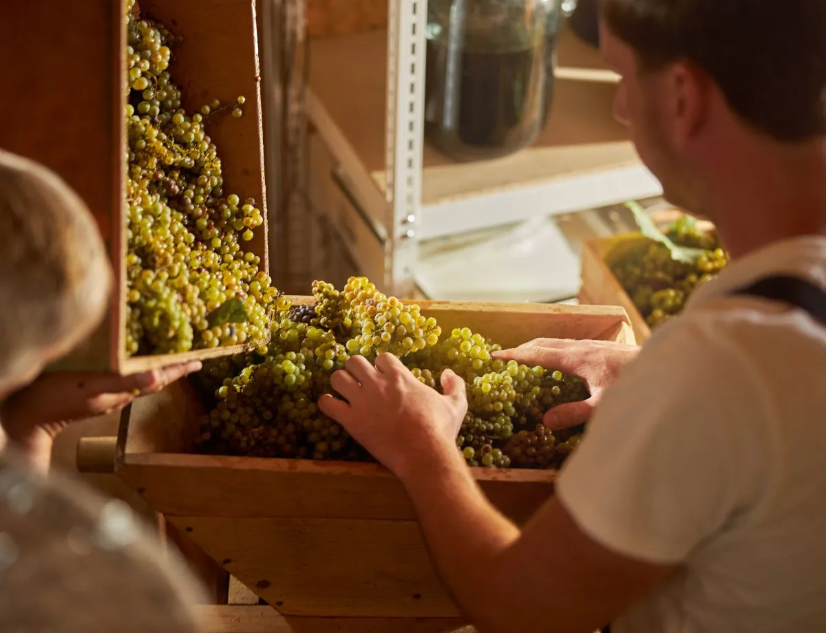 responsible young man putting grapes into a crusher