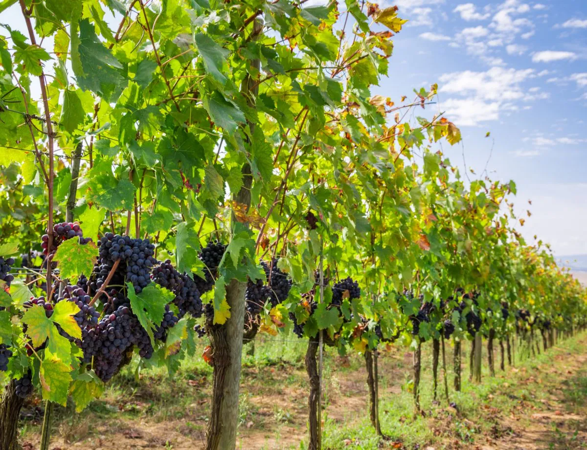 ripe grapes on the vine