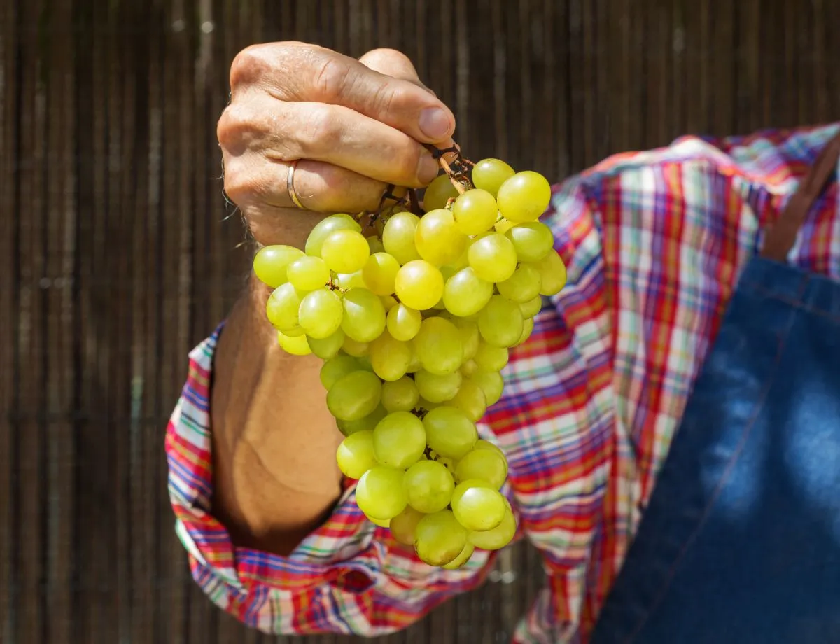 senior man farmer worker holding harvest of wine grape