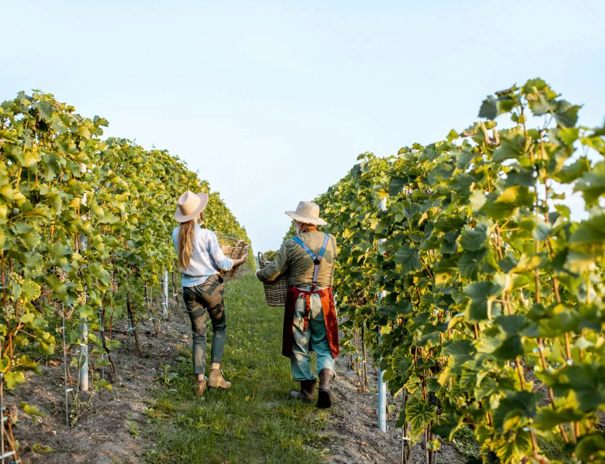 senior man with young woman harvesting on the vine