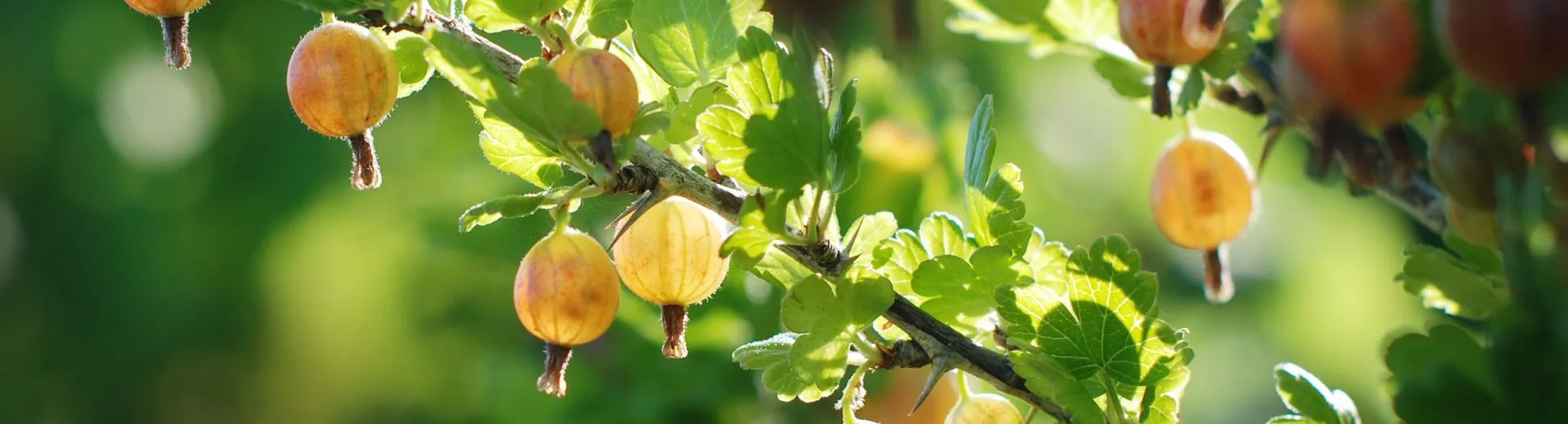 ripe gooseberry; notes of white wine