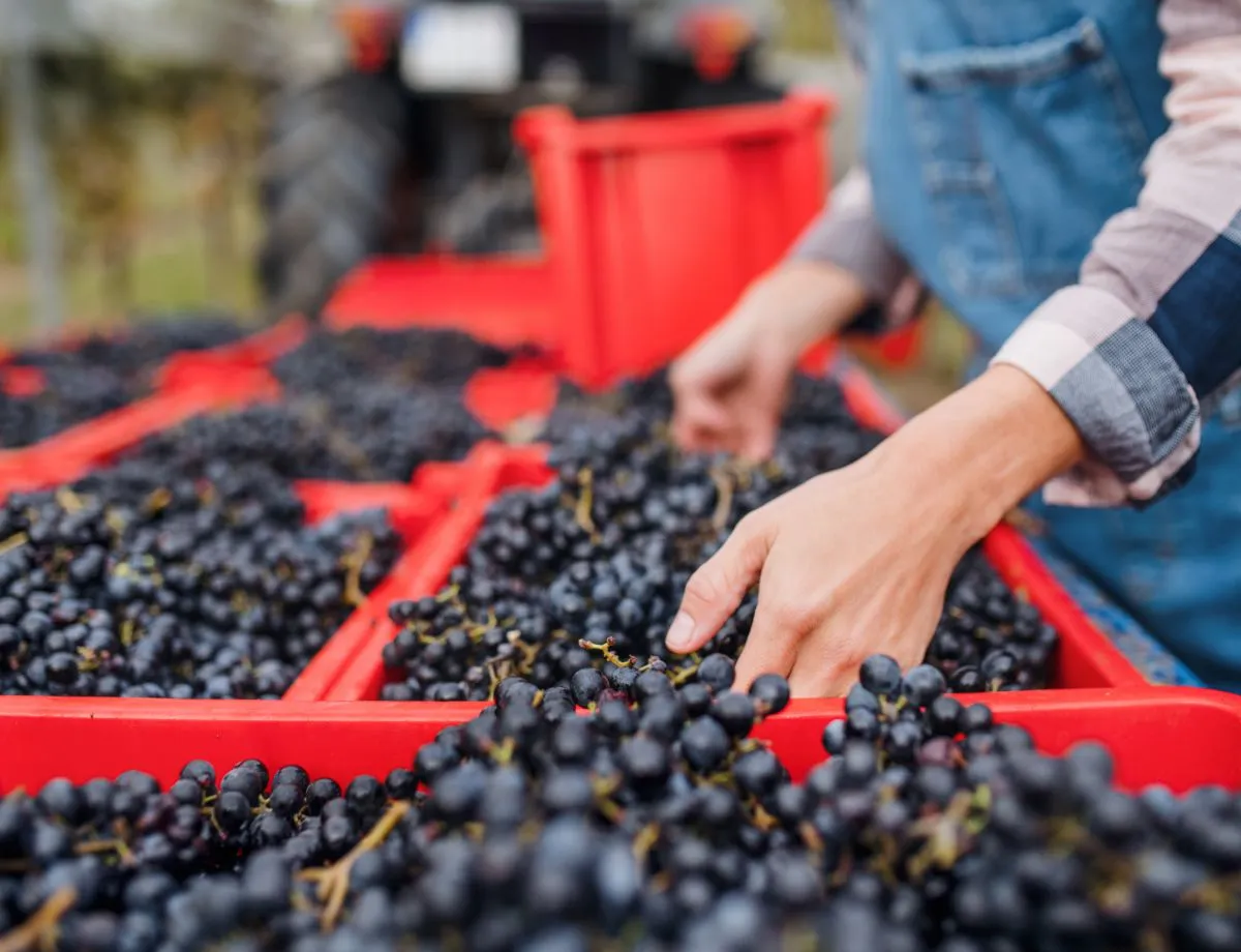 woman collecting grapes in vineyard