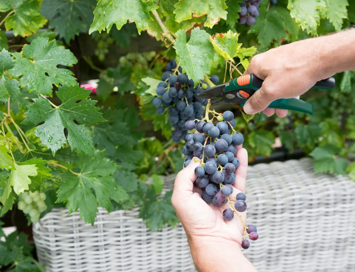 woman picking fresh grapjes for production of wine