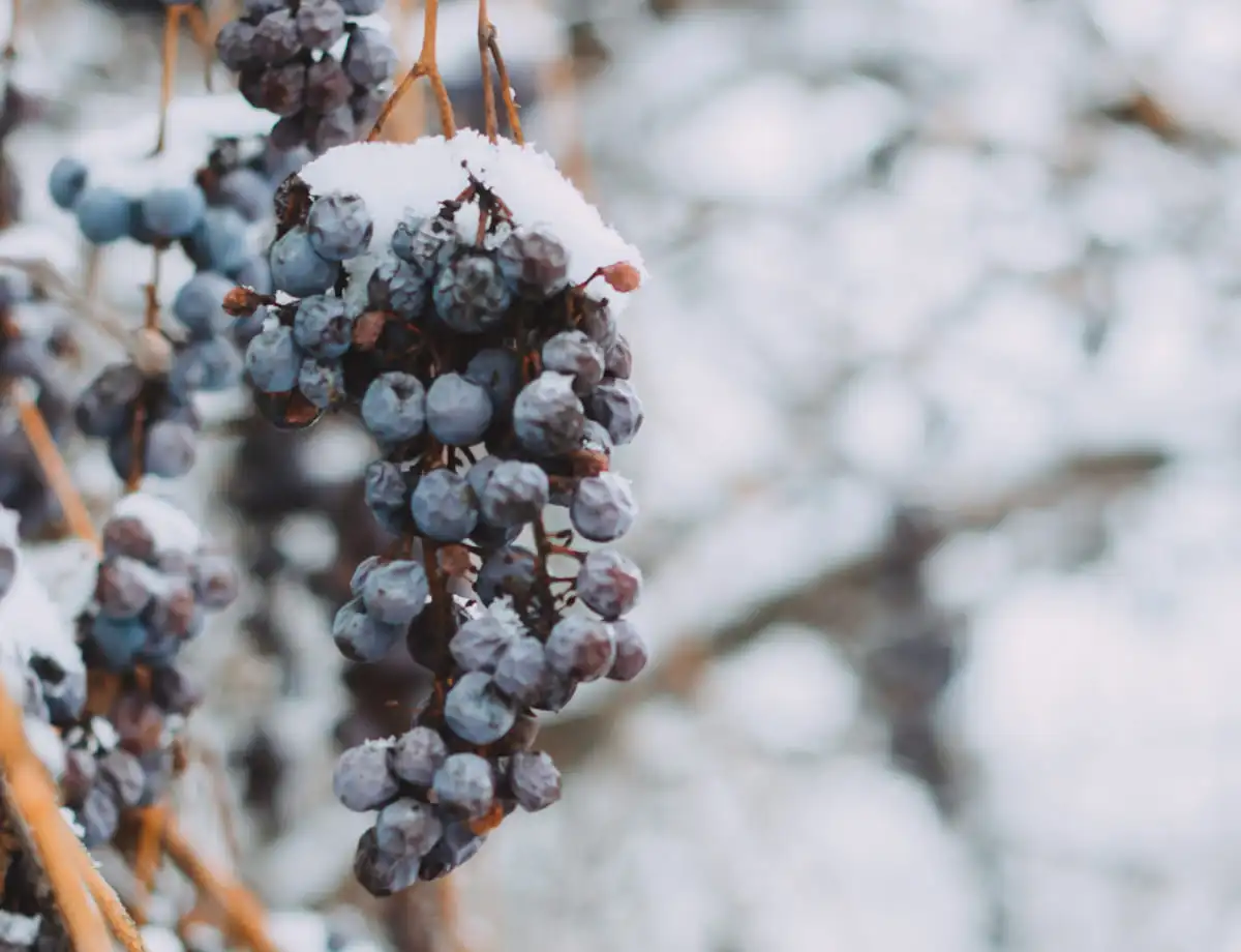 how is ice wine made