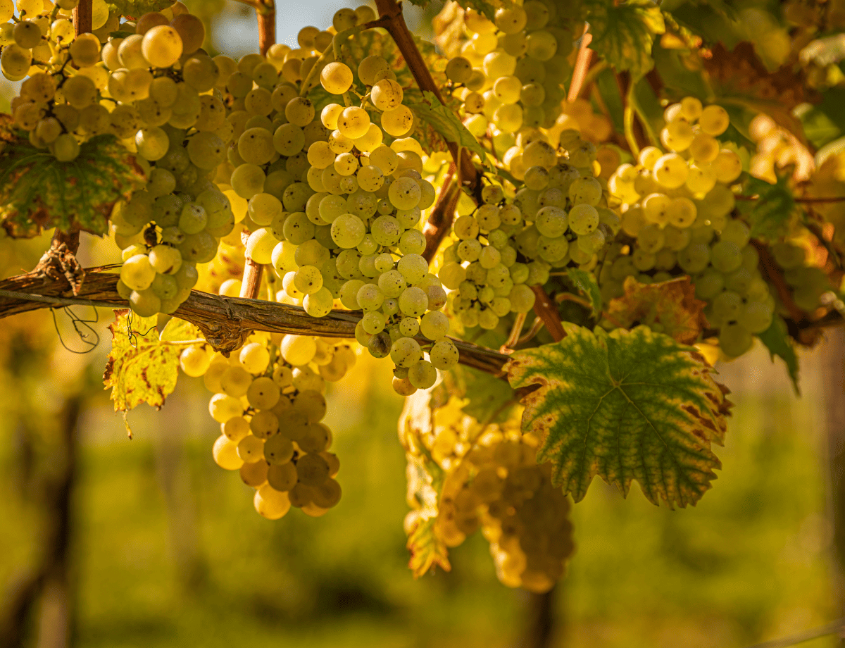 ice wine grapes - riesling