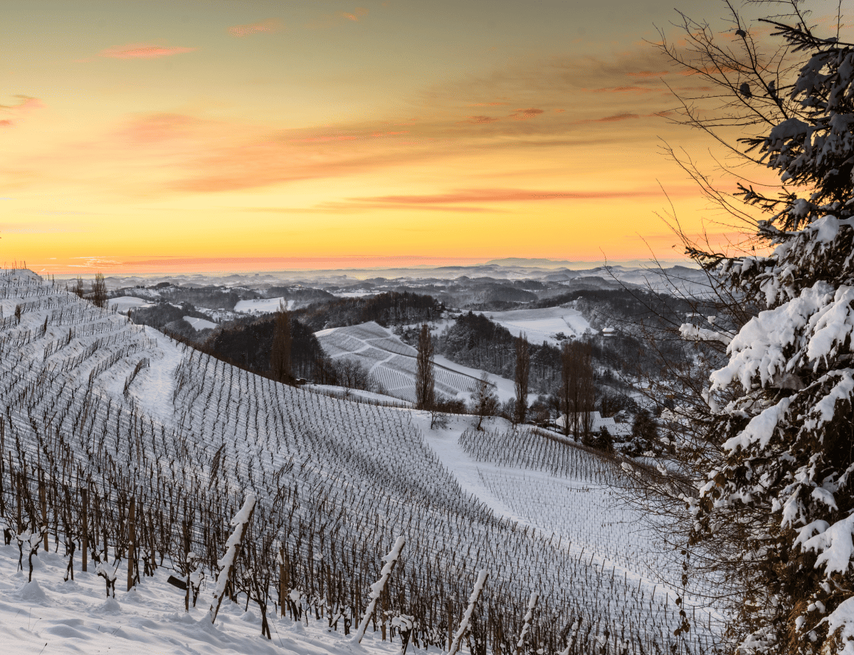 origin of ice wine