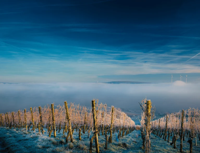 ice wine vineyard